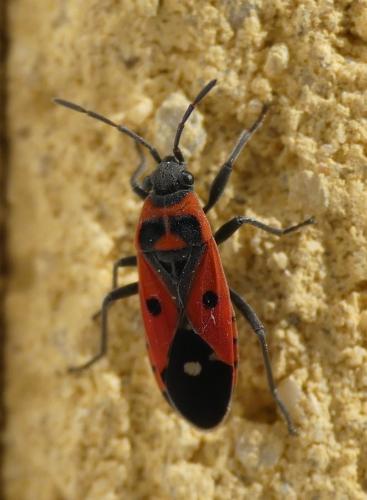 Melanocoryphus albomaculatus